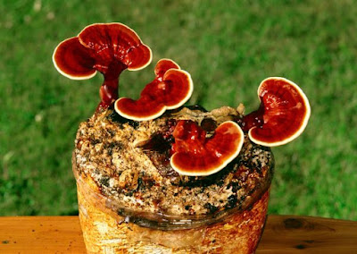 Ganoderma Mushroom Pure Culture Supplier Company in Comoros