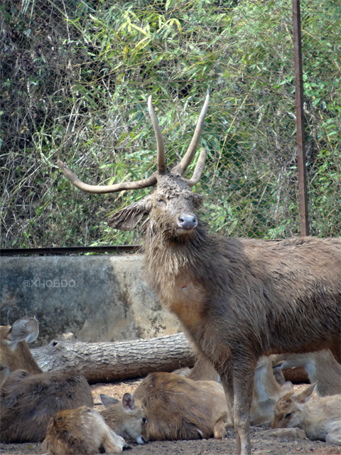 Brow antlered deer