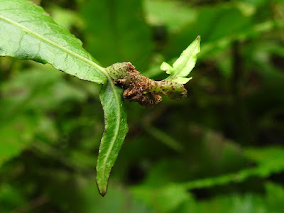 Adventitious bud of Bolbitis heteroclita