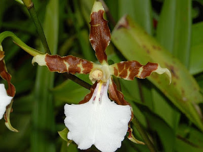 Miltonia cuneata care and culture