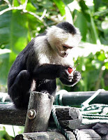 Monkeys at Aktun Chen - MayanHoliday.com