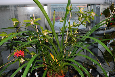 Cymbidium wilsonii - Wilson's Cymbidium care and culture