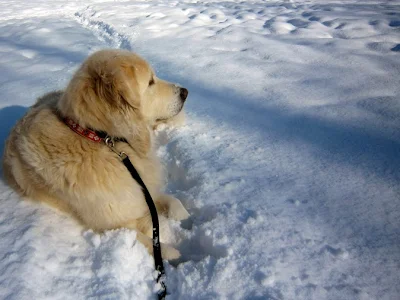 雪の中の犬