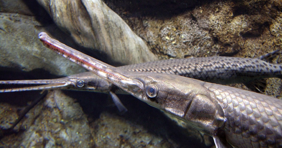 Fish Index: Longnose Gar (Lepisosteus osseus)