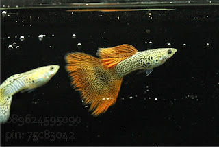 Jual Red Lace Guppy,  Harga Red Lace Guppy,  Toko Red Lace Guppy,  Diskon Red Lace Guppy,  Beli Red Lace Guppy,  Review Red Lace Guppy,  Promo Red Lace Guppy,  Spesifikasi Red Lace Guppy,  Red Lace Guppy Murah,  Red Lace Guppy Asli,  Red Lace Guppy Original,  Red Lace Guppy Jakarta,  Jenis Red Lace Guppy,  Budidaya Red Lace Guppy,  Peternak Red Lace Guppy,  Cara Merawat Red Lace Guppy,  Tips Merawat Red Lace Guppy,  Bagaimana cara merawat Red Lace Guppy,  Bagaimana mengobati Red Lace Guppy,  Ciri-Ciri Hamil Red Lace Guppy,  Kandang Red Lace Guppy,  Ternak Red Lace Guppy,  Makanan Red Lace Guppy,  Red Lace Guppy Termahal,  Adopsi Red Lace Guppy,  Jual Cepat Red Lace Guppy, 