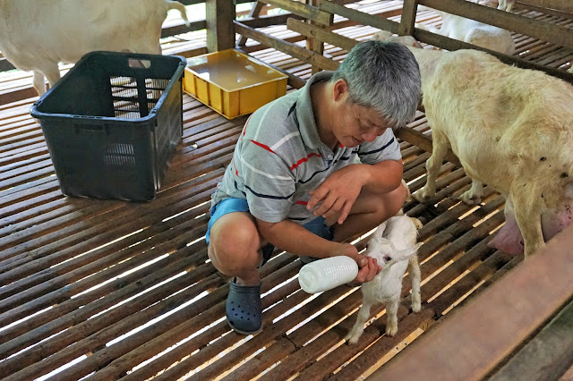 Saanen Dairy Goat Farm