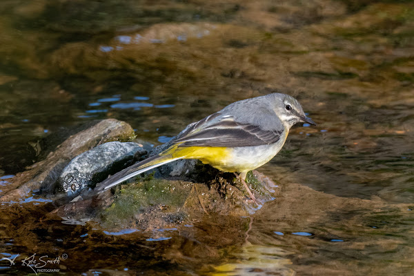 Grey wagtail