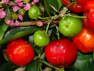 barbados cherry fruit images