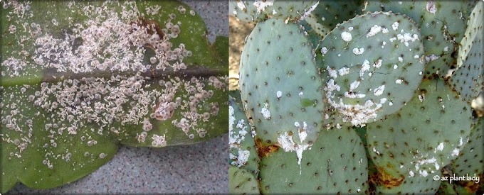How to Treat Fungal diseases cactus