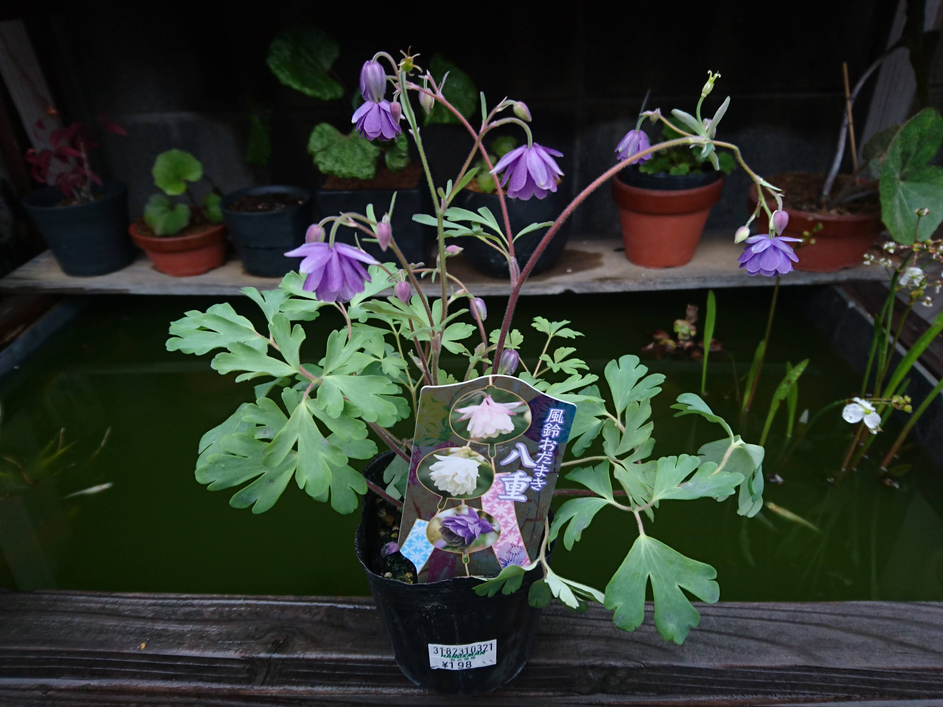 風鈴オダマキの育て方 下向きに垂れた紫色の八重咲きの花を楽しみましょう メダカの大工