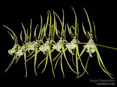 Orquídea Brassia verrucosa