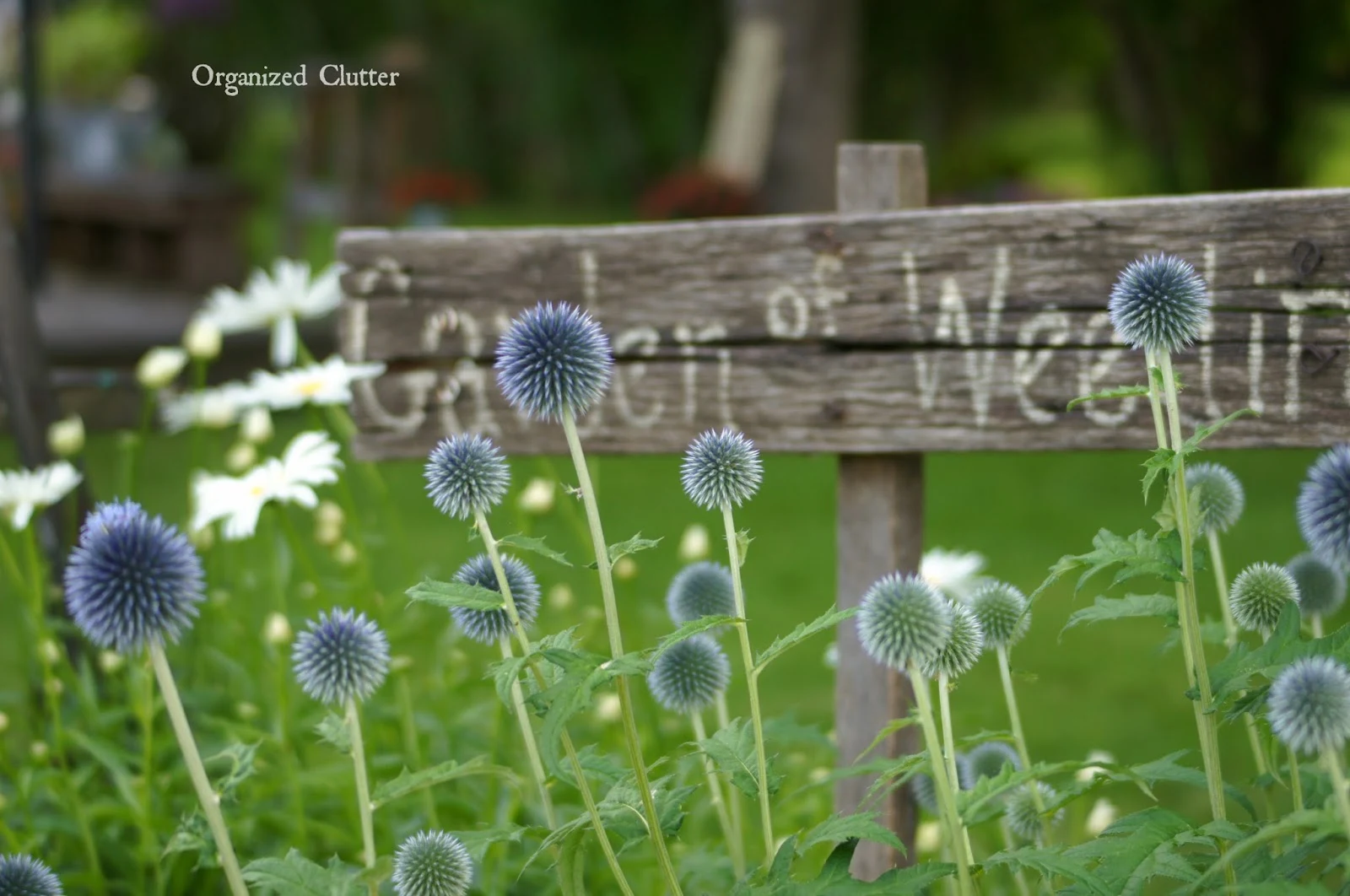 Globe Thistle Coming Into Bloom www.organizedclutterqueen.blogspot.com