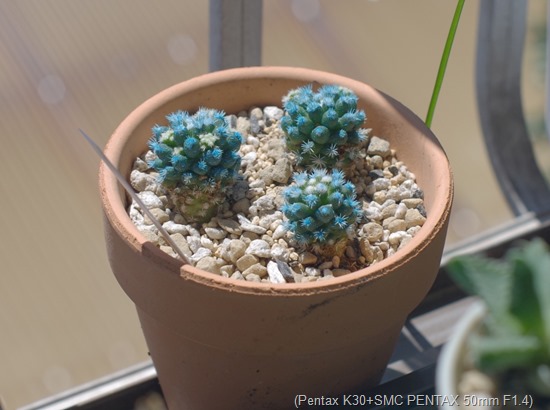 青いサボテン Cactus In Blue 去年のかはほり Last Folding Fan