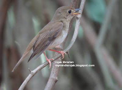 Brown Chested Jungle Flycatcher in Bidadari