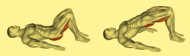 Glute bridges are a famous activity that objectives the muscles of the glutes, lower back, and center. This is the way you can play out an essential Glute bridge.