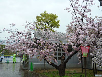 八重桜