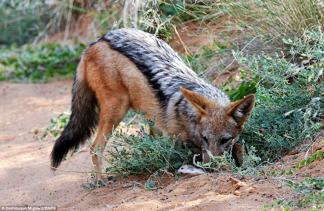 Black Backed Jackal