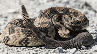 Rattlesnake photos_Cortalus Horridus