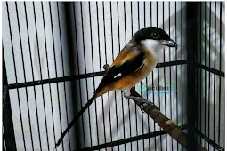 Cara Merawat Burung Cendet Ombyokan Agar Mau Bunyi