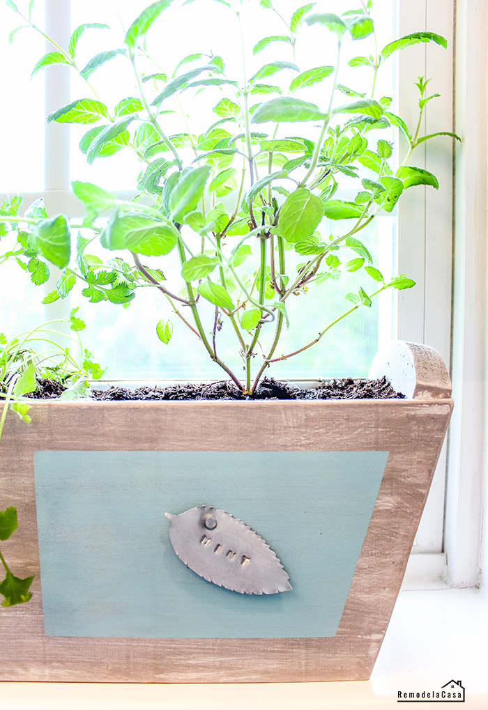 kitchen herb garden