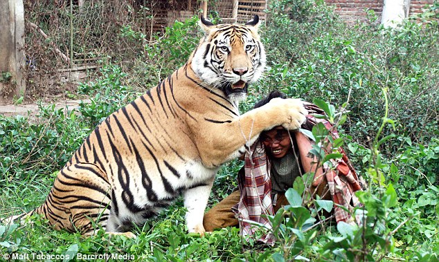 Persahabatan manusia dengan harimau