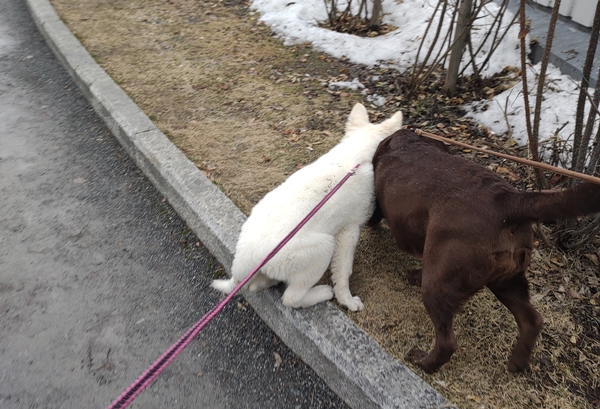 hvit gjeterhund labrador