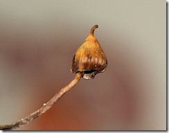 Psychedelic Mushroom