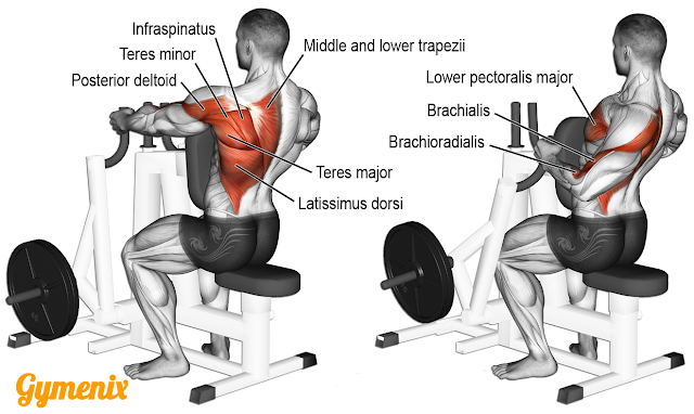 Hammer Row Muscles Worked