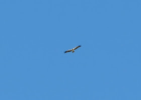 Booted Eagle - Boquer Valley, Mallorca