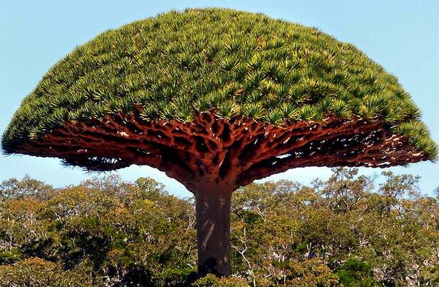  Amazing Socotra Island