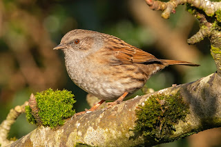 Dunnock DFBridgeman