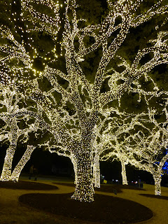 Festive white lights in multitudes, wrapped around a huge old Texas pin oak tree.