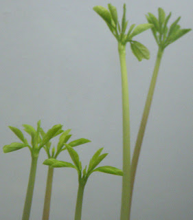 Moringa Oleifera, Mallungay, Ben, Drumstick Tree leaves