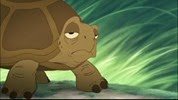16 la tortue