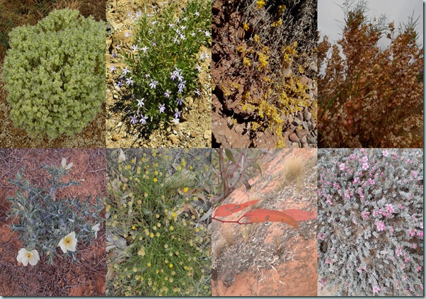 Collage 2