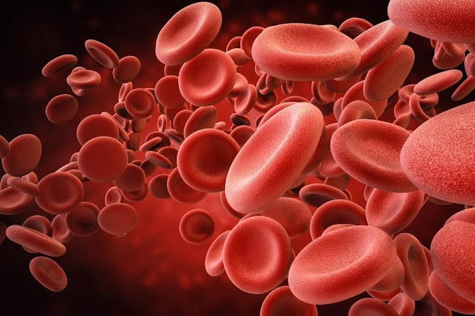 Formation, Origin, Development, maturation and fate of blood cells
