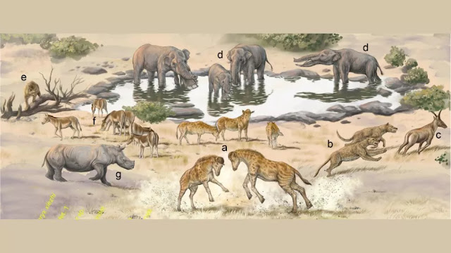 Ο νέος συγγενής της καμηλοπάρδαλης Discokeryx xiezhi (a) έζησε πριν από περίπου 16,9 εκατομμύρια χρόνια. Τα υπόλοιπα ζώα που απεικονίζονται στην αναπαράσταση (b-g) πιστεύεται ότι ζούσαν στη λεκάνη Junggar της Κίνας εκείνη την εποχή. [Credit: Wang et al., Science (2022)]