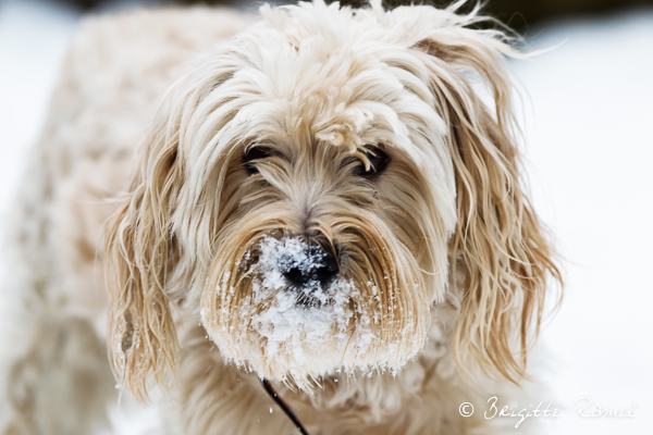 un tourbillon de neige