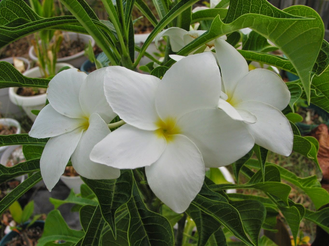  Gambar  Jenis Jenis Bunga  Kamboja  Manfaat di dalam 
