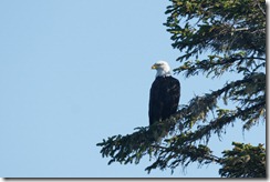 Bald Eagle