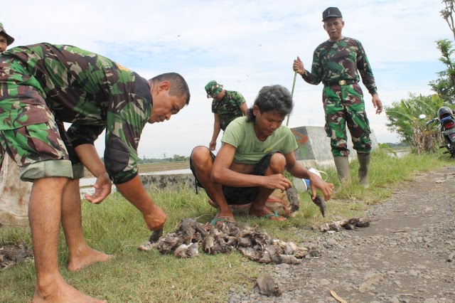 ANGGOTA KORAMIL 11 POLOKARTO BANTU PETANI GROPYOK  TIKUS