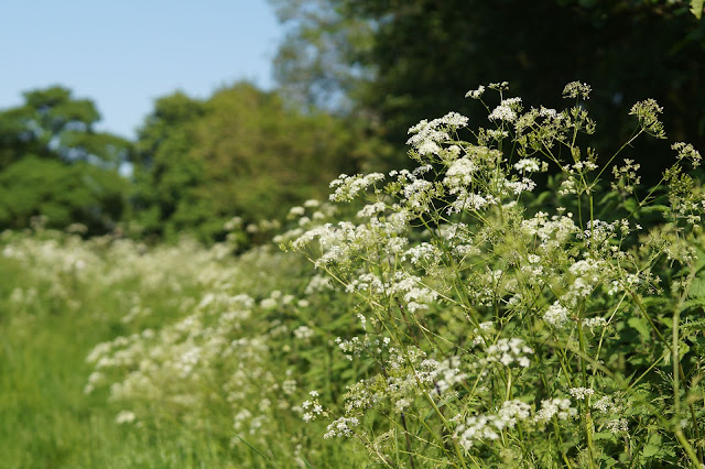 sun shining in Norfolk