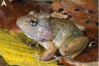 http://sciencythoughts.blogspot.co.uk/2014/11/breeding-behaviour-in-fanged-frog-from.html