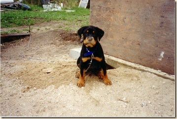Taz 8 Weeks Old