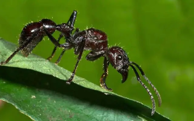 Top 10 Biggest Ants in the World (2023)