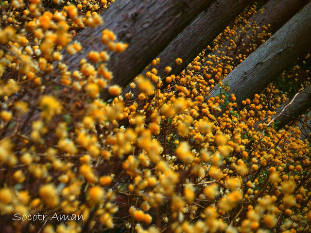 Edgeworthia chrysantha