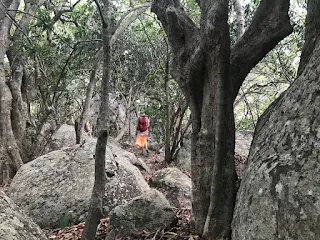 Rocks, trees and Seve