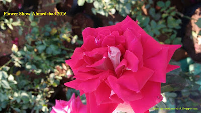 rose plant in ahmedabad