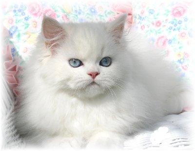 white persian cat