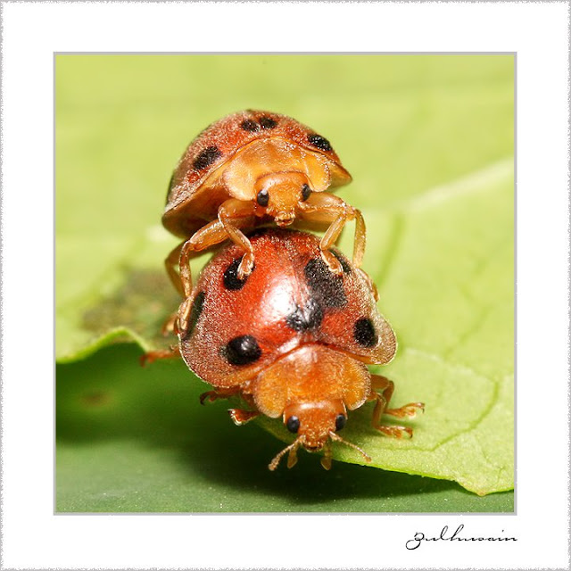 Ladybird mengawan